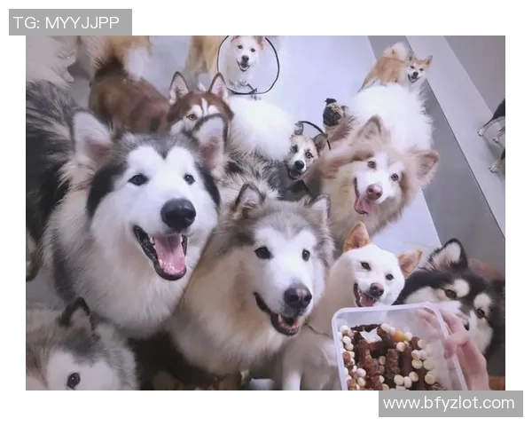 像足球明星的狗一样追逐梦想与荣耀的宠物生活探秘 像足球明星的狗一样追逐梦想与荣耀的宠物生活探秘